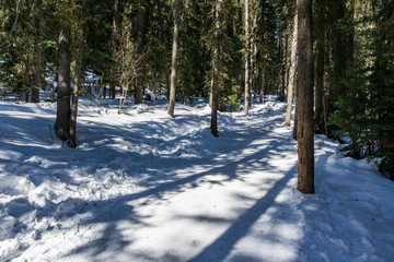 path in the forest winter landscape hiking trail.