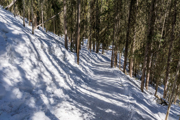 path in the forest winter landscape hiking trail.