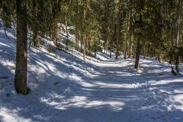 path in the forest winter landscape hiking trail.