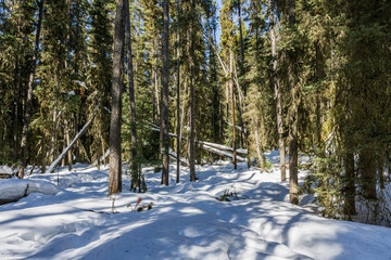 Wonderful Winter Landscape with snow and green trees blue sky at Sunny Day.