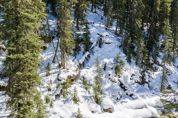 Wonderful Winter Landscape with snow and green trees at Sunny Day.