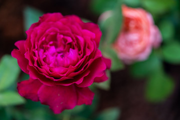 Fresh rose