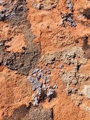 lichen and sandstone