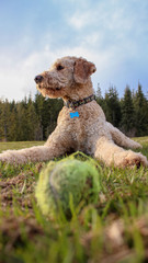 Gorgeous Golden Labradoodle playing with a ball in the park