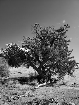 rez tree in black and white