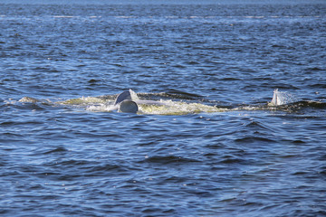 Fototapeta premium Beluga whales playing in the ocean