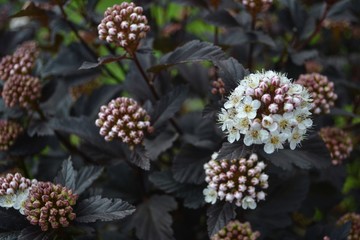 flowers in the garden