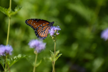 Butterfly on purple flower in desert garden