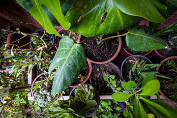 banana leaf on the tree