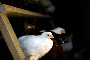 Organic fed chickens. 