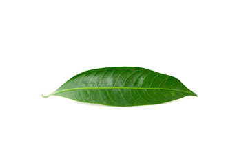 Fototapeta na wymiar Fresh green leaves branch an isolated on white background