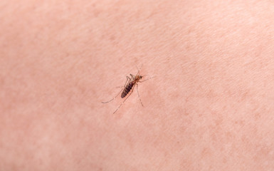 Mosquito isolated on white background
