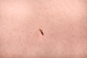 Mosquito isolated on white background