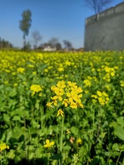 field of yellow flowers