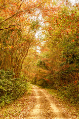 background texture of yellow leaves autumn leaf background at Nam Cat Tien national parks, Dong Nai, Vietnam.