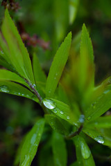 Green plant leaves with dew, rain droplets close up view, micro photography. 