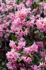 Pink flower blossom in Central Park in New York City, close up photo look.