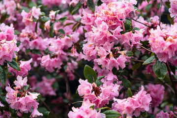 Pink flower blossom in Central Park in New York City, close up photo look.