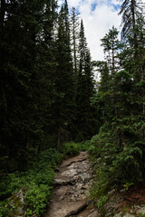 Green forrest tree landscape, fir tree landscape. Grand Teton national park, USA. 