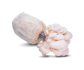 The cultivation of Angel mushrooms. oyster mushroom. Angel mushroom.Volvariell. Fresh angel mushrooms growing