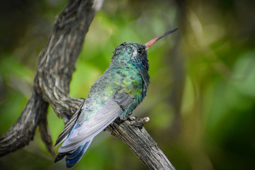 Broad-billed hummingbird with jewel tones