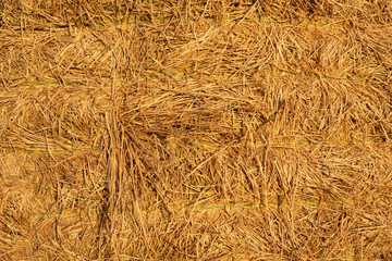 Yellow dry grass, yellow hay, close up macro photography. 