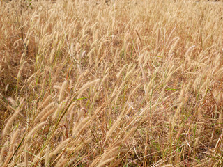 wheat field in summer, cattails flower nature background