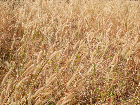 wheat field in summer, cattails flower nature background © amonphan