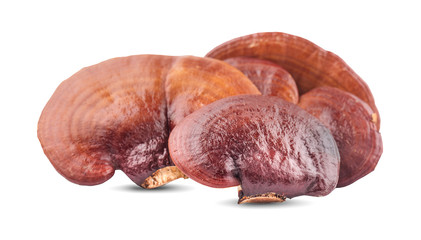 Lingzhi Mushroom Ganoderma Lucidum Isolated on white background