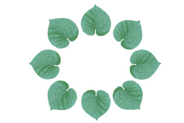 Heart shaped green leaf frame isolated on white background