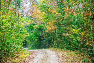 background texture of yellow leaves autumn leaf background at Nam Cat Tien national parks, Dong Nai, Vietnam.