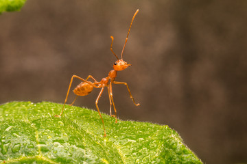 Thai ants popularly called the red Thai ant species walking around on the leaves.