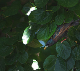 Starling looking for dinner in a mulberry tree. 