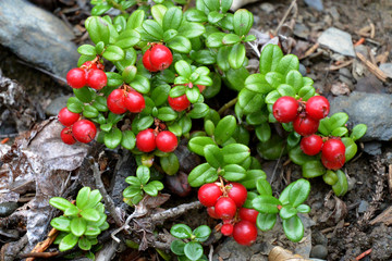 A Lingonberry plant (Vaccinium vitis-idaea) with bright red berries. - obrazy, fototapety, plakaty
