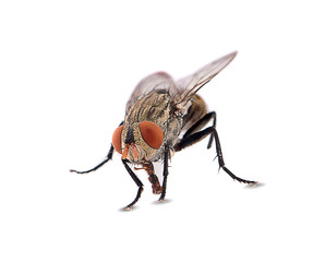 fly isolated on a white background