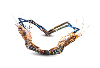 Fresh River Shrimps common on white isolated background.