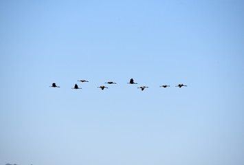 Migrating sandhill cranes