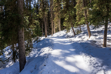 path in the forest winter landscape hiking trail.
