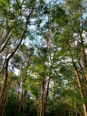 Obraz premium trees in the forest