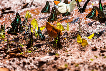 Butterfly in Ma Da national nature reserve, Vinh Cuu, Dong Nai, Vietnam.