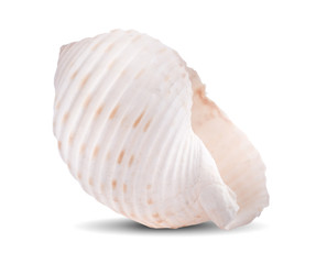 Sea shell isolated on a white background. Clipping Path