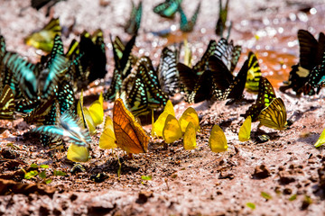 Butterfly in Ma Da national nature reserve, Vinh Cuu, Dong Nai, Vietnam.
