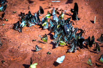 Butterfly in Ma Da national nature reserve, Vinh Cuu, Dong Nai, Vietnam.