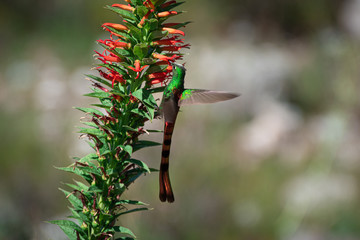 colibrí cometa volando alrededor de flores rojas en las montañas de cordoba argentina © Nicolas