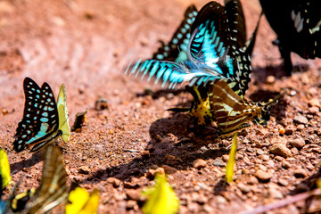 Butterfly in Ma Da national nature reserve, Vinh Cuu, Dong Nai, Vietnam.