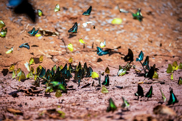 Butterfly in Ma Da national nature reserve, Vinh Cuu, Dong Nai, Vietnam.
