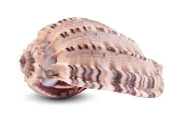 Sea shell isolated on a white background. Clipping Path