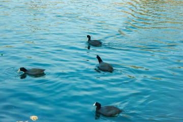 Obraz premium 호수를 유유히 수영하고 있는 오리들