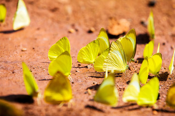 Butterfly in Ma Da national nature reserve, Vinh Cuu, Dong Nai, Vietnam.