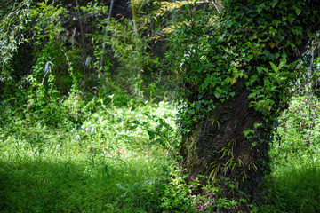 毘沙門天堂の木々　神奈川県黒川